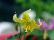 Erythronium  Pagoda